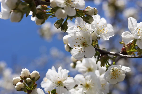 Closeup View Beautiful Blossoming Plum Outdoors Sunny Spring Day — Stock Fotó