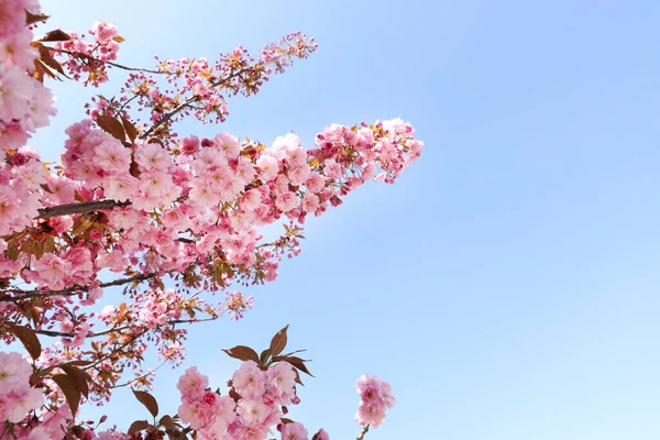 Прекрасне Квітуче Дерево Сакури Тлі Блакитного Неба Крупним Планом Простір — стокове фото