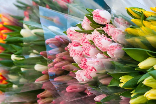 Асортимент Яскравих Квітів Тюльпанів Вид Крупним Планом — стокове фото