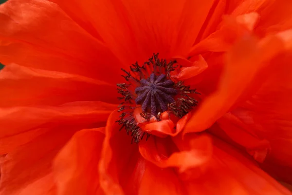 Arka Plan Olarak Güzel Kırmızı Gelincik Çiçeği Yakın Plan Görünümü — Stok fotoğraf