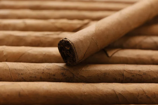 许多雪茄包在烟草叶中作为背景 — 图库照片