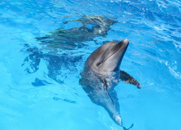 Dolphin swimming in pool at marine mammal park