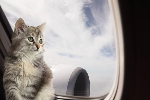 Nette Katze Die Während Des Fluges Durch Das Flugzeugfenster Schaut — Stockfoto