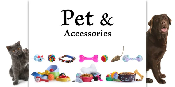 Advertising Banner Design Pet Shop Cute Dog Cat Different Accessories — Stock Photo, Image