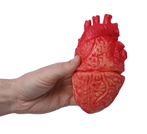 Man Holding Model Heart White Background Closeup Cardiology Concept — Stock Photo, Image