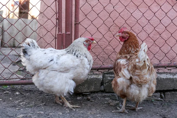 Δύο Όμορφες Κότες Στην Αυλή Κατοικίδια Ζώα — Φωτογραφία Αρχείου