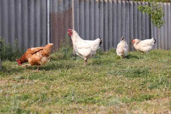 Çiftlikteki Yeşil Çimlerde Otlayan Tavuklar — Stok fotoğraf