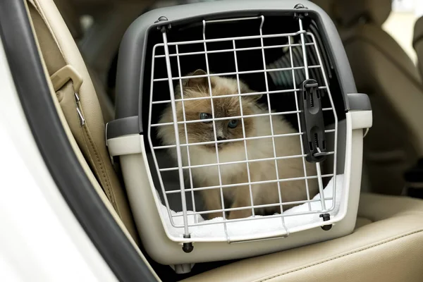 Cute grey cat inside pet carrier in car