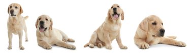 Beyaz arka planda şirin köpek resimleri olan bir kolaj. Pankart tasarımı