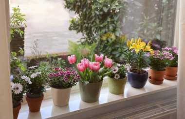 Pencere pervazında bir sürü güzel çiçek açan saksı bitkisi