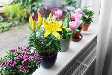 Pencere pervazında bir sürü güzel çiçek açan saksı bitkisi