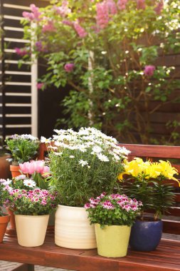 Bir sürü güzel çiçek açan bitkiler var. Ağaçtan bir bankta, açık havada.