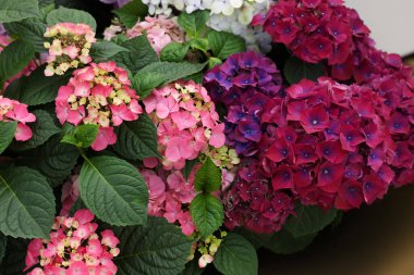 Renkli çiçekleri ve yeşil yaprakları olan güzel ortanca, yakın çekim manzarası