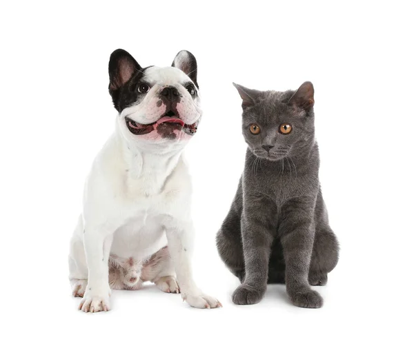 Nette Katze Und Hund Auf Weißem Hintergrund Tierfreundschaft — Stockfoto