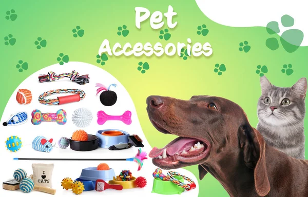Werbeplakatgestaltung Für Zoohandlung Netter Hund Mit Katze Und Verschiedenen Accessoires — Stockfoto