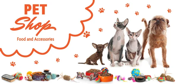 Reclame Banner Ontwerp Voor Dierenwinkel Leuke Honden Katten Verschillende Accessoires — Stockfoto