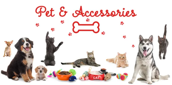 Σχεδιασμός Διαφημιστικού Banner Για Pet Shop Χαριτωμένα Σκυλιά Γάτες Και — Φωτογραφία Αρχείου