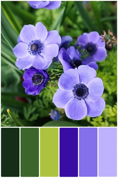 Färgpalett Och Vackra Blå Anemon Blommor Som Xer Utomhus Kollage — Stockfoto