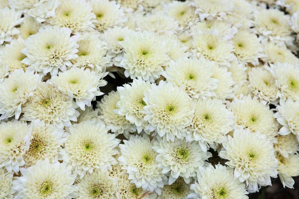 背景として白い花を持つ美しい菊の植物 クローズアップ — ストック写真