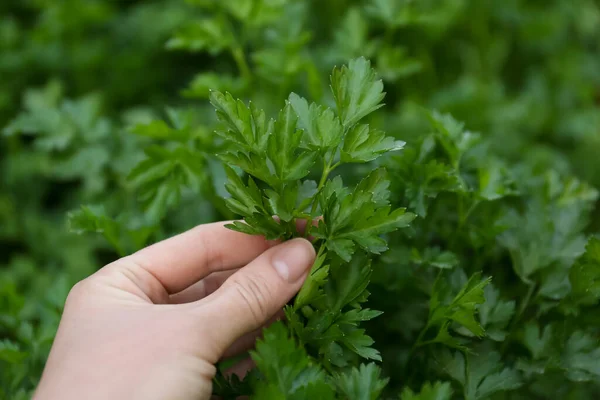 Kvinna Plockar Färsk Grön Persilja Utomhus Närbild — Stockfoto