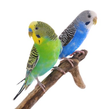 Two beautiful parrots perched on branch against white background. Exotic pets clipart