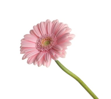 güzel pembe gerbera çiçek üzerinde beyaz izole