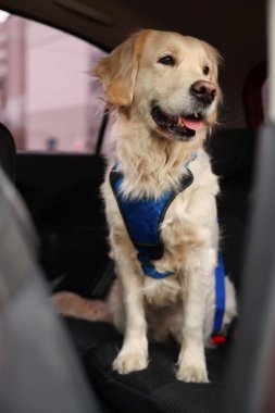 Arabadaki şirin Labrador Retriever. Sevimli hayvan.