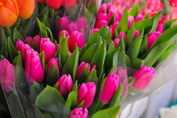 Асортимент Яскравих Квітів Тюльпанів Крупним Планом Квітковий Декор — стокове фото