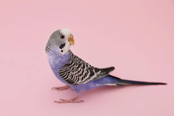 Beautiful Parrot Pink Background Exotic Pet —  Fotos de Stock