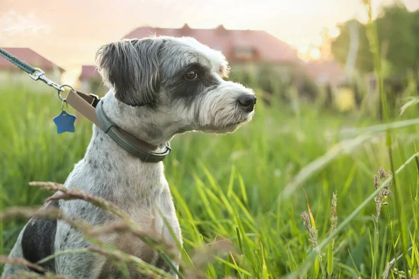 Cute Pies Smyczy Siedzi Zielonej Trawie Świeżym Powietrzu Miejsce Tekst — Zdjęcie stockowe
