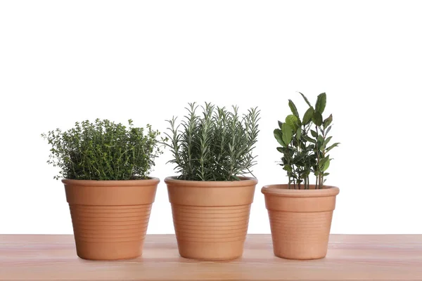 Pots Thyme Bay Rosemary Wooden Table White Background — Foto Stock