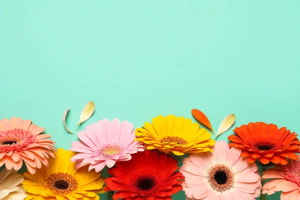 Beautiful Colorful Gerbera Flowers Petals Turquoise Background Flat Lay Space — Foto de Stock