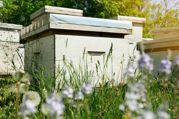 Many White Bee Hives Apiary Spring Day — Stock Photo, Image