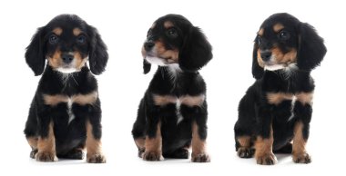 Beyaz arka planda şirin köpek resimleri olan bir kolaj. Pankart tasarımı