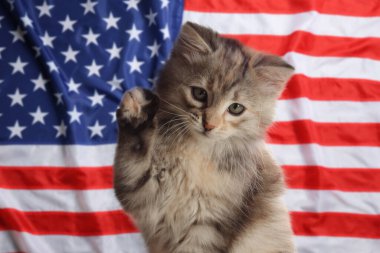 Amerika Birleşik Devletleri bayrağına karşı şirin bir kedi yavrusu.