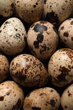 Arka plan olarak pek çok taze bıldırcın yumurtası, yakın plan.