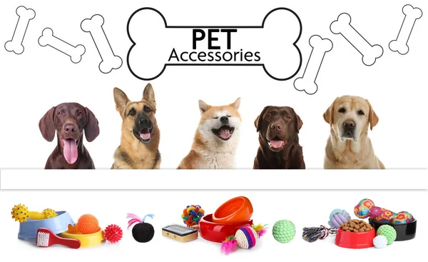 Design Cartaz Publicidade Para Pet Shop Cães Bonitos Acessórios Diferentes — Fotografia de Stock