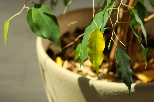 Planta Doméstica Con Enfermedad Plaga Las Hojas Maceta Primer Plano — Foto de Stock