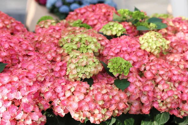Bela Planta Hortênsia Com Flores Coloridas Como Fundo Close — Fotografia de Stock