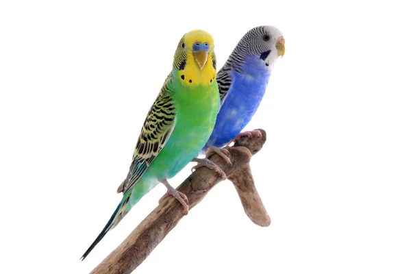 Δύο Όμορφοι Παπαγάλοι Σκαρφαλωμένοι Στο Κλαδί Πάνω Λευκό Φόντο Εξωτικά — Φωτογραφία Αρχείου
