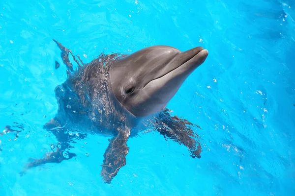 Delfín Nadando Piscina Parque Mamíferos Marinos — Foto de Stock