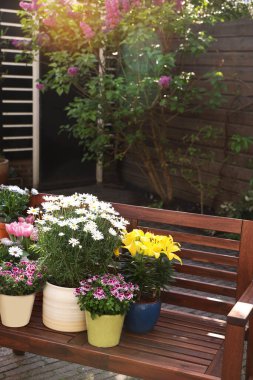 Bir sürü güzel çiçek açan bitkiler var. Ağaçtan bir bankta, açık havada.