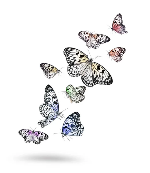 Πολλές Όμορφες Πεταλούδες Ριζόχαρτο Πετούν Λευκό Φόντο — Φωτογραφία Αρχείου