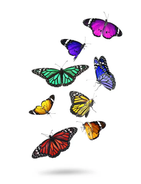 Много Красивых Летящих Красочных Бабочек Белом Фоне — стоковое фото