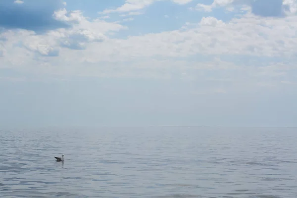 Живописный Вид Красивый Морской Пейзаж Чайкой — стоковое фото