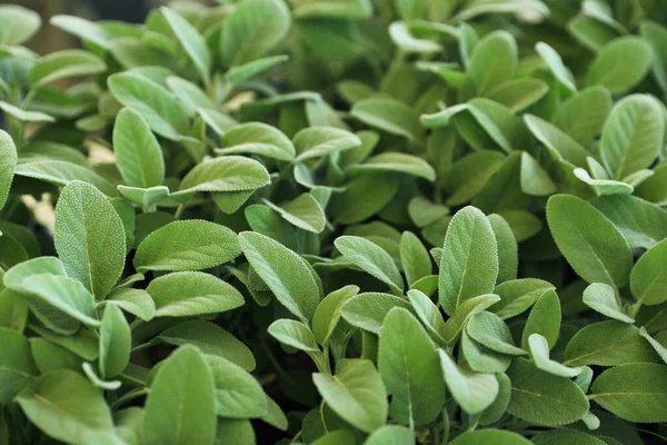 Closeup View Sage Plants Background — стоковое фото