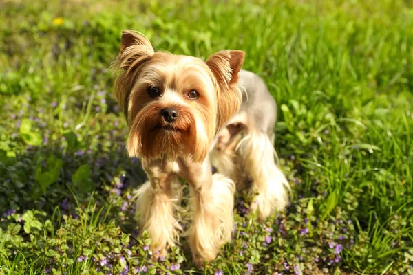 Terrier Carino Yorkshire Parco Nella Soleggiata Giornata Primaverile — Foto Stock