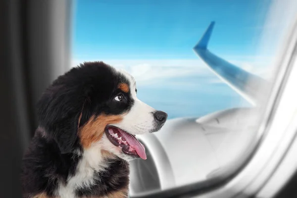 Travelling with pet. Adorable Bernese Mountain Dog puppy near window in airplane