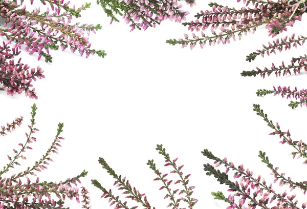 Ram Ljung Grenar Med Vackra Blommor Vit Bakgrund Ovanifrån Plats — Stockfoto
