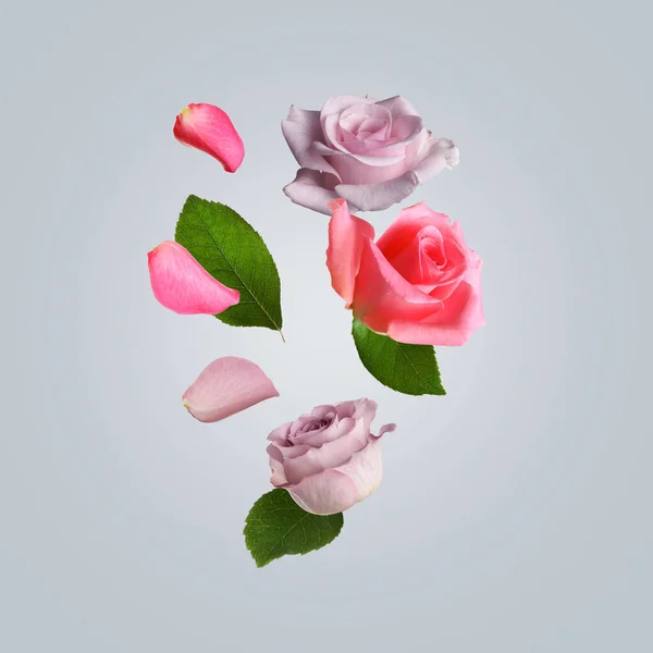 Belles Roses Tendres Volant Sur Fond Clair — Photo